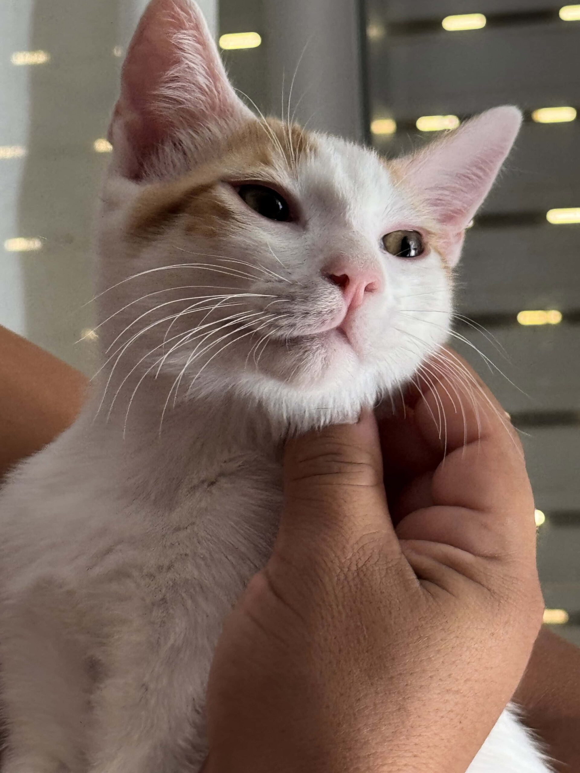 MOWGLI_2